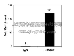 merck millipore,默克密理博,17-685,ChIPAb+ Phospho-Histone H3 (Ser10) - ChIP Validated Antibody and Primer Set