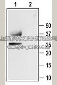 merck millipore,默克密理博,178611,Anti-Aquaporin 1 (243-261) Rabbit pAb