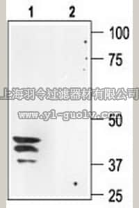 merck millipore,默克密理博,178613,Anti-Aquaporin 3 (275-292) Rabbit pAb