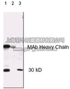 merck millipore,默克密理博,208730,Anti-Calpain-1/2, Small Subunit Mouse mAb (28F3)