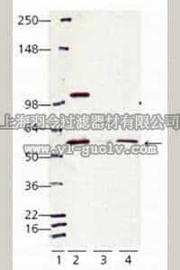 merck millipore,默克密理博,208910,Anti-Calreticulin (405-417) Rabbit pAb