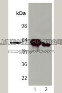 merck millipore,默克密理博,208912,Anti-Calreticulin Mouse mAb (FMC75)