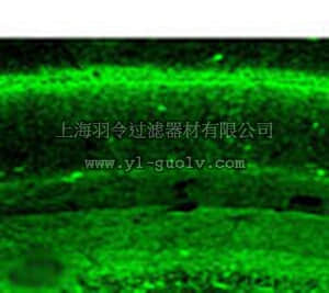 merck millipore,默克密理博,209550,Anti-Cannabinoid Receptor CB₁ (1-77) Rabbit pAb