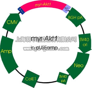 merck millipore,默克密理博,21-151,Akt1/PKBα cDNA (activated) in pUSEamp