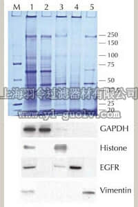 merck millipore,默克密理博,2145,Compartment Protein Extraction Kit