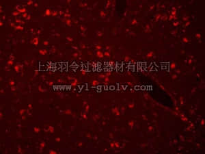 merck millipore,默克密理博,2160,Autofluorescence Eliminator Reagent