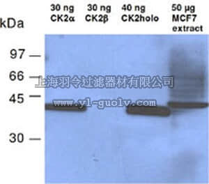 merck millipore,默克密理博,218703,Anti-Casein Kinase II, α-Subunit Mouse mAb (1AD9)