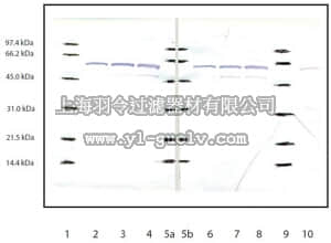 merck millipore,默克密理博,219010,Anti-Catalase Rabbit pAb