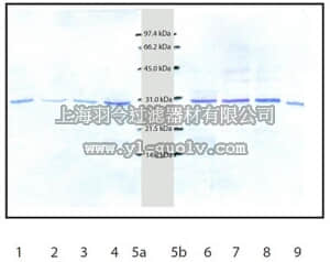merck millipore,默克密理博,219361,Anti-Cathepsin D Rabbit pAb