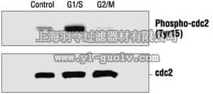 merck millipore,默克密理博,219440,PhosphoDetect™ Anti-Cdk1 (pTyr¹⁵) Rabbit pAb