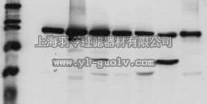 merck millipore,默克密理博,324864,PhosphoDetect™ Anti-EGFR (pTyr¹¹⁷³) Mouse mAb (9H2)