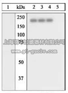 merck millipore,默克密理博,324865,PhosphoDetect™ Anti-EGFR (pTyr⁸⁴⁵) Rabbit pAb