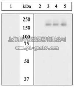 merck millipore,默克密理博,324867,PhosphoDetect™ Anti-EGFR (pTyr¹⁰⁶⁸) Rabbit pAb