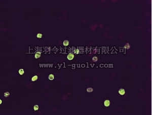 merck millipore,默克密理博,MAB821,Anti-Herpes Simplex Virus I & II Antibody, clone 4F10.3