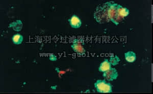 merck millipore,默克密理博,MAB947,Anti-Coxsackievirus A9 Antibody, clone 450-11G-8A-5E