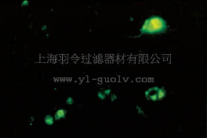 merck millipore,默克密理博,MAB979,Anti-Enterovirus 71 Antibody, cross-reacts with Coxsackie A16, clone 422-8D-4C-4D