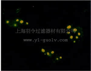 merck millipore,默克密理博,341286,Anti-Farnesyl Rabbit pAb