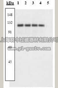 merck millipore,默克密理博,341292,PhosphoDetect™ Anti-FAK (pTyr³⁹⁷) Rabbit pAb