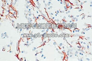 merck millipore,默克密理博,345860,Anti-Glial Fibrillary Acidic Protein Rat mAb (2.2B10)