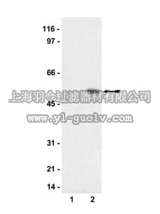 merck millipore,默克密理博,36-002,Anti-phospho-SGK Antibody