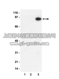 merck millipore,默克密理博,36-003,Anti-phospho-MYPT1 (Thr850) Antibody