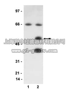 merck millipore,默克密理博,36-004,Anti-phospho-Bim EL (Ser65) Antibody