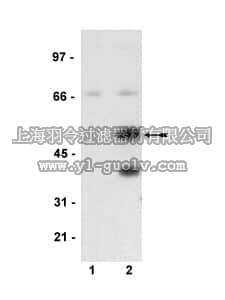 merck millipore,默克密理博,36-005,Anti-phospho-Bim EL (Ser55) Antibody