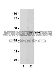 merck millipore,默克密理博,36-007,Anti-phospho-PRAK (Thr182) Antibody
