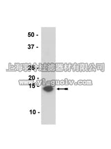 merck millipore,默克密理博,36-008,Anti-α-Synuclein Antibody, clone Syn211