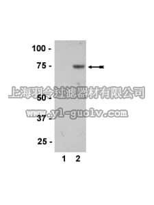merck millipore,默克密理博,36-010,Anti-phospho-MKK7/SKK4 (Thr275/Ser277) Antibody
