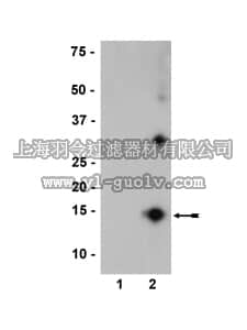 merck millipore,默克密理博,36-011,Anti-nitro-α/β-Synuclein Antibody, clone nSyn12