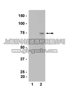 merck millipore,默克密理博,36-013,Anti-phospho-MKK7/SKK4 (Thr275) Antibody