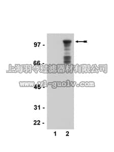 merck millipore,默克密理博,36-014,Anti-phospho-FKHR (Ser329) Antibody