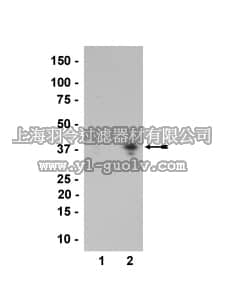 merck millipore,默克密理博,36-016,Anti-phospho-ATF2 (Thr69) Antibody