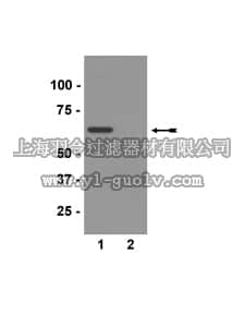 merck millipore,默克密理博,36-017,Anti-cleaved-Tau (Asp421) Antibody, clone C3