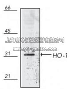 merck millipore,默克密理博,374087,Anti-Heme Oxygenase-1 Mouse mAb (HO-1-1)
