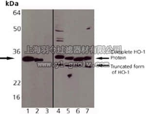 merck millipore,默克密理博,374090,Anti-Heme Oxygenase-1 (1-30) Rabbit pAb