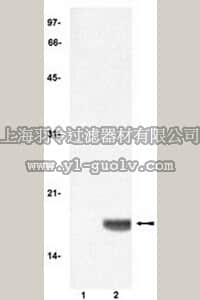 merck millipore,默克密理博,382158,Anti-Histone H3, Acetylated (1-20) Rabbit pAb