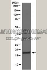 merck millipore,默克密理博,382159,PhosphoDetect™ Anti-Histone H3 (pSer¹⁰) (7-20) Rabbit pAb