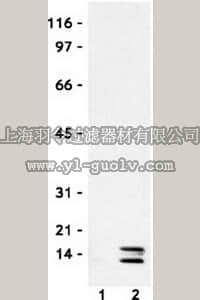 merck millipore,默克密理博,382160,Anti-Histone H4, Acetylated (2-19) Rabbit pAb
