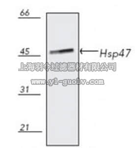 merck millipore,默克密理博,386023,Anti-Hsp47 Mouse mAb (M16.10A1)