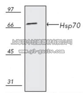 merck millipore,默克密理博,386032,Anti-Hsp70 Mouse mAb (C92F3A-5)