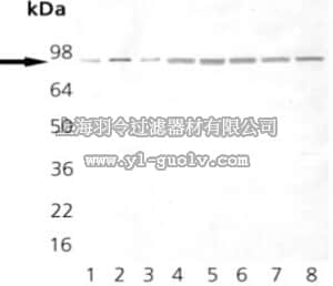 merck millipore,默克密理博,386040,Anti-Hsp90 Mouse mAb (AC88)