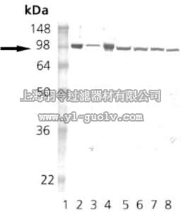 merck millipore,默克密理博,386041,Anti-Hsp90 Rat mAb (16F1)