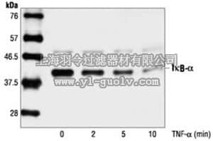 merck millipore,默克密理博,400001,Anti-IκBα Rabbit pAb