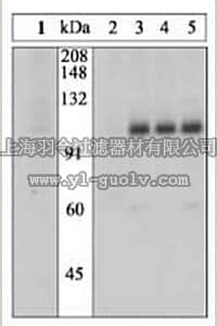 merck millipore,默克密理博,407707,PhosphoDetect™ Anti-Insulin Receptor (pTyr1162/1163) Rabbit pAb