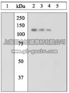 merck millipore,默克密理博,420092,PhosphoDetect™ Anti-JAK1 (pTyr1022/1023) Rabbit pAb