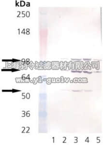 merck millipore,默克密理博,420400,Anti-KDEL Mouse mAb (10C3)
