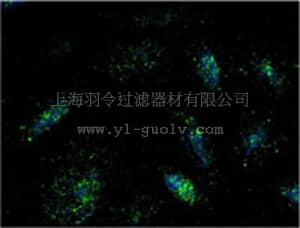 merck millipore,默克密理博,428017,Anti-Lamp1 Mouse mAb (LY1C6)