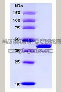 merck millipore,默克密理博,437621,Lipocortin-I, His•Tag, Human, Recombinant, E. coli